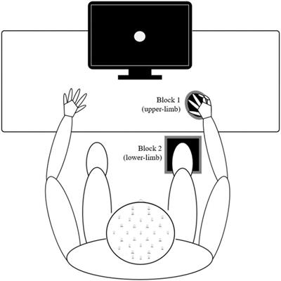 Neural Bases of Age-Related Sensorimotor Slowing in the Upper and Lower Limbs